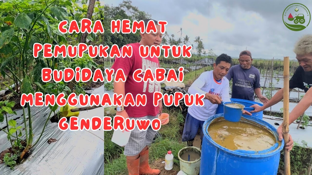 CARA HEMAT PEMUPUKAN TANAMAN CABAI MENGGUNAKAN PUPUK GENDERUWO