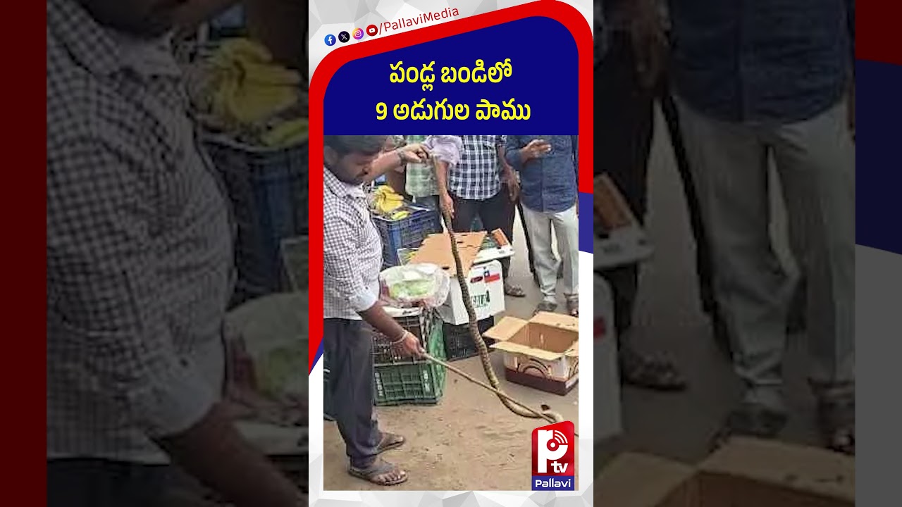 పండ్ల బండిలో 9 అడుగుల పాము | Big Snake In Fruits | Latest Update | Pallavi TV