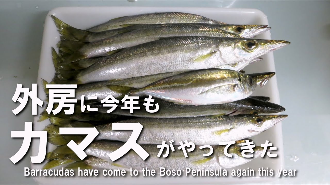 外房に今年もカマスがやってきた