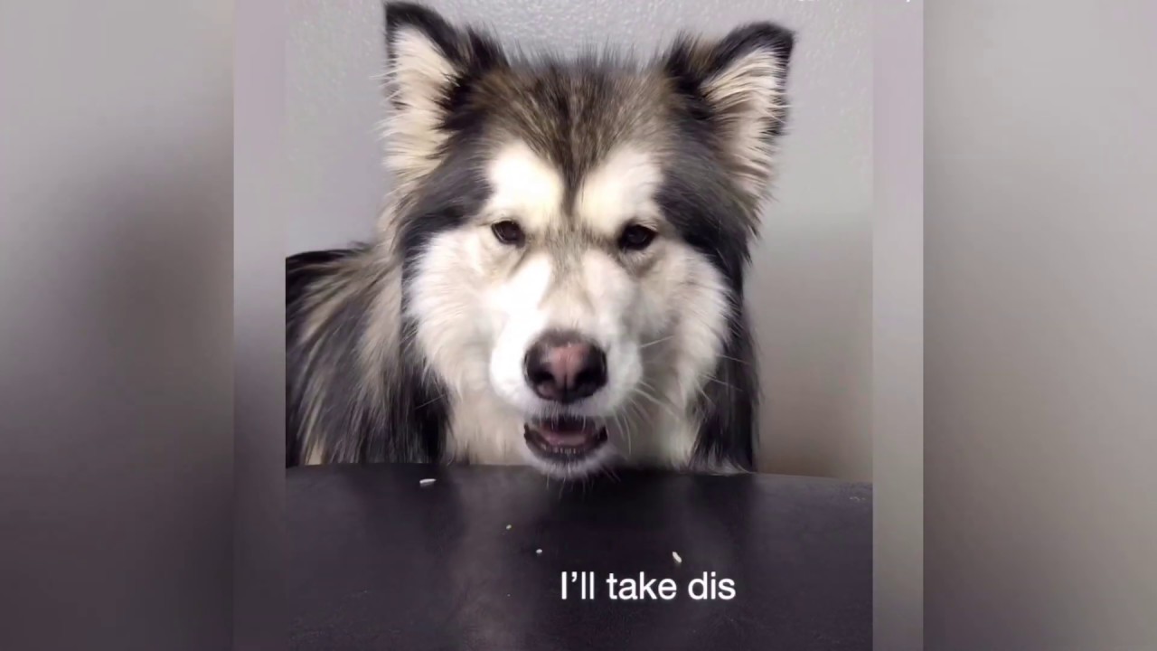 Husky Dog FOOD REVIEW (Dog ASMR)