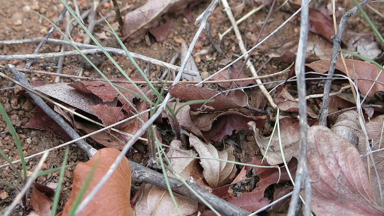 Spirited Adventures - Termite Gentle Crackling Sounds