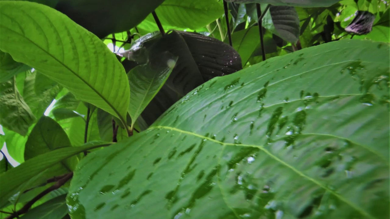 Rainforest and Jungle Sounds with distant Thunder 30 min: For sleep, study and meditation