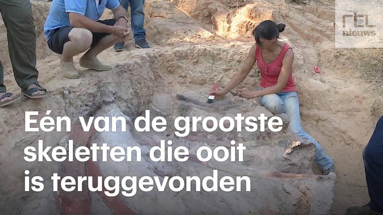 Unieke vondst: enorm dinosaurus-skelet in uitstekende staat