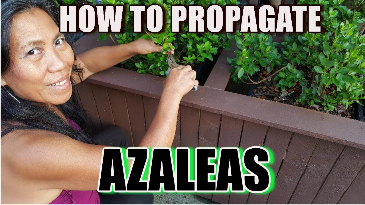 BEST WAY TO PROPAGATE AND GROW AZALEAS