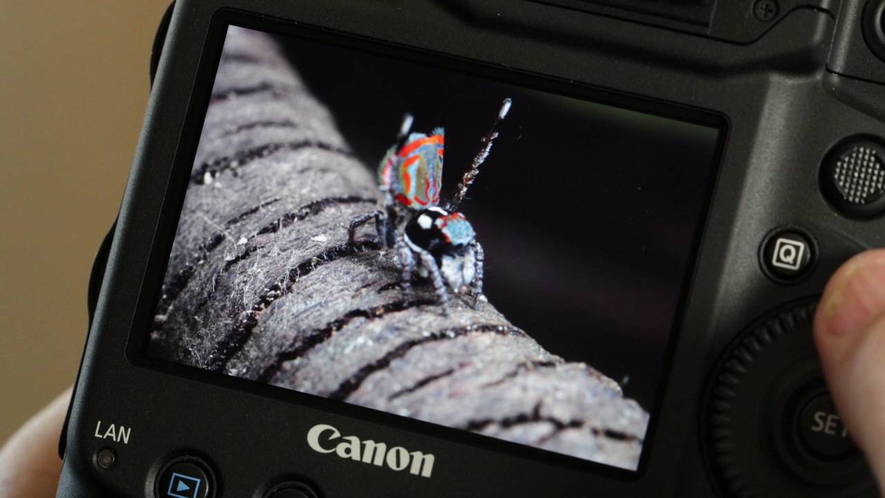 Hand held focus stacking tutorial using the Canon 1dx mk2 and mpe65