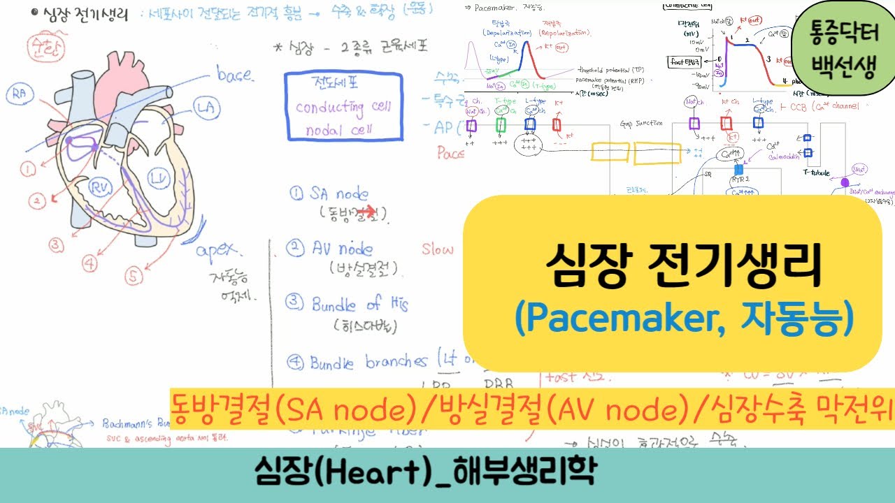 심장 전기생리(Pacemaker, 자동능) _ SA node(동방결절),  AV node(방실결절),