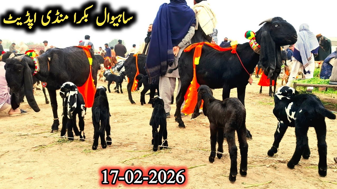 17 February 2026 Sahiwal Bakra Mandi Today Latest Update-Beetal Milking Goats With Kids-Breeders