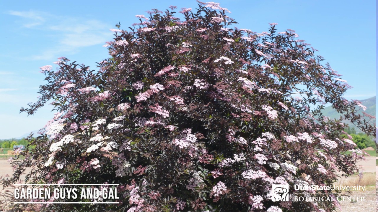 Five Perfect Large Shrubs For Your Landscape