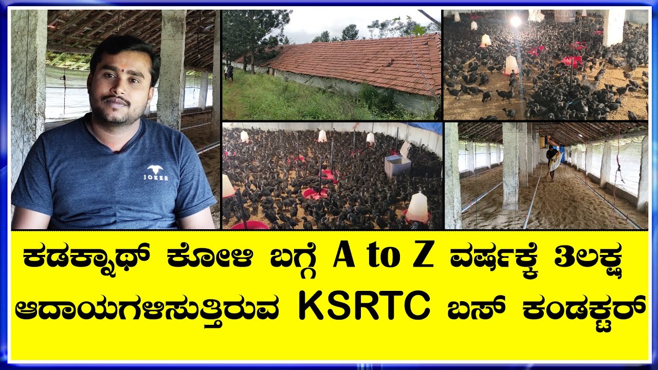 2ಸಾವಿರ ಪ್ಯೂರ್ ಕೋಳಿಮರಿ ಉತ್ತಮ ವಾತಾವರಣದಲ್ಲಿ ಕೋಳಿ ಸಾಕಾಣಿಕೆಯಲ್ಲಿ ತೊಡಗಿರುವ KSRTC ಬಸ್ ಕಂಡಕ್ಟರ್
