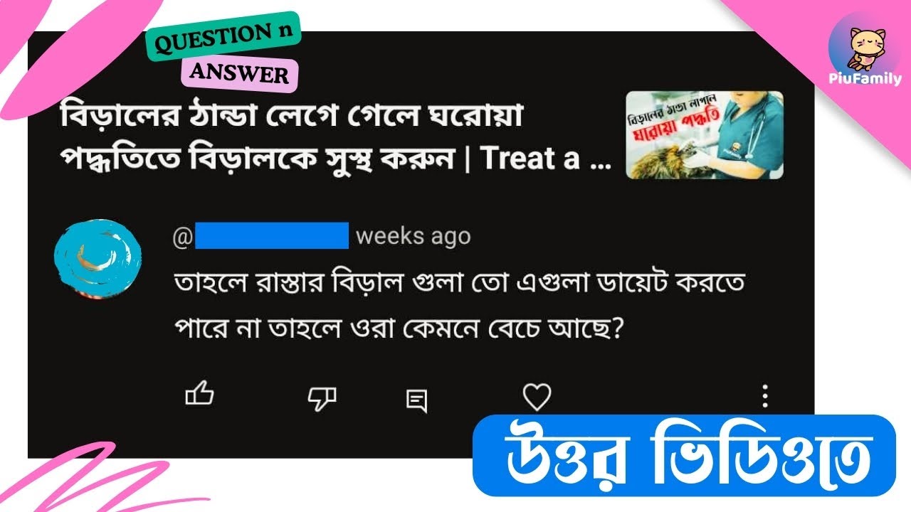 এই দুনিয়ার সব বিড়ালের যত্ন কি আমার পক্ষে নেয়া সম্ভব? 