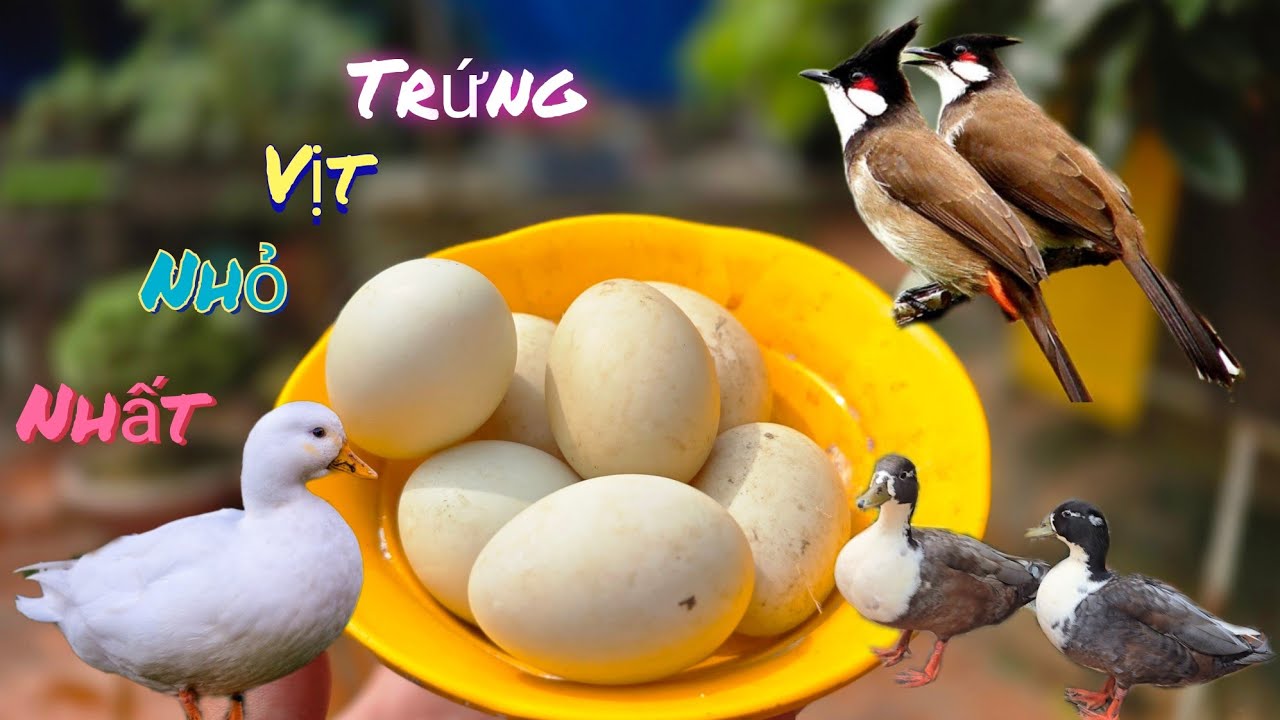 Ấp Trứng Vịt Nhỏ Nhất thế giới Và Chim Chào Mào Tự Nhiên Nhiều Quá  /Nhân Bé Nhỏ 
