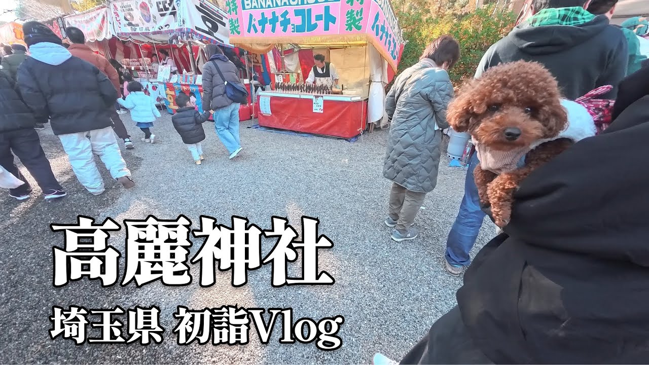 愛犬と初詣！ 埼玉県高麗神社 | metsa village  トイプードル ポコア【4K】