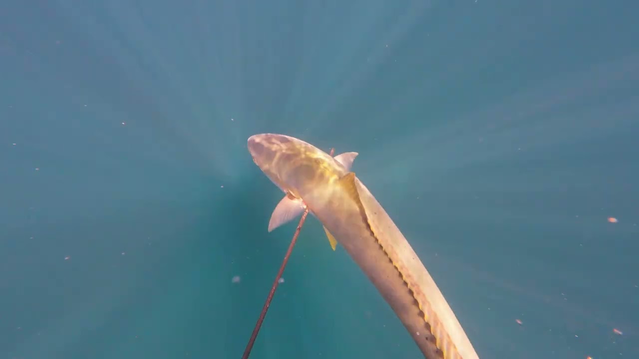 Struisbaai Early Season Highlights 2025