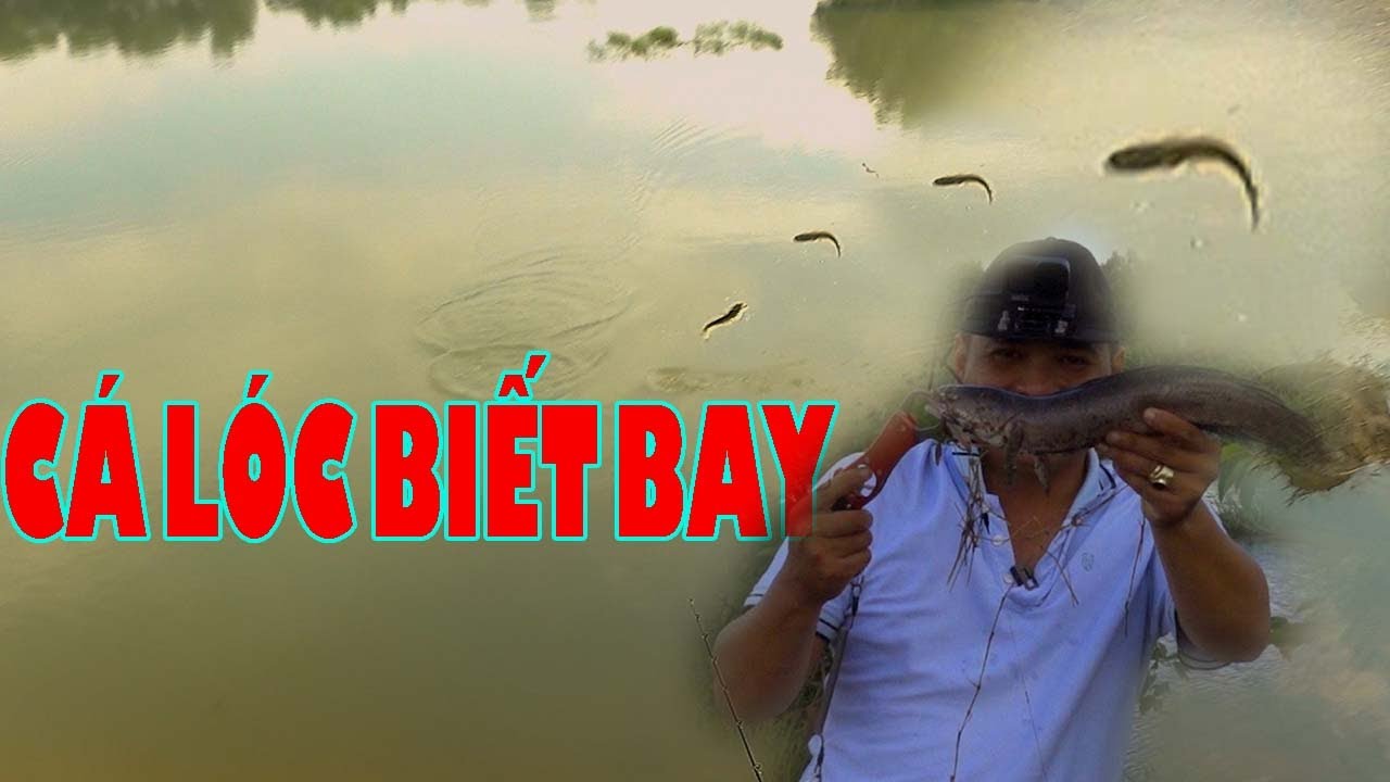 C&Acirc;U C&Aacute; L&Oacute;C : ĐI C&Acirc;U DẠO, ĐỤNG Đ&Acirc;U C&Acirc;U Đ&Oacute;, GẶP PHẢI CON C&Aacute; QU&Aacute; KH&Ocirc;N || #CAUCA #FISHING #SNAKEHEAD