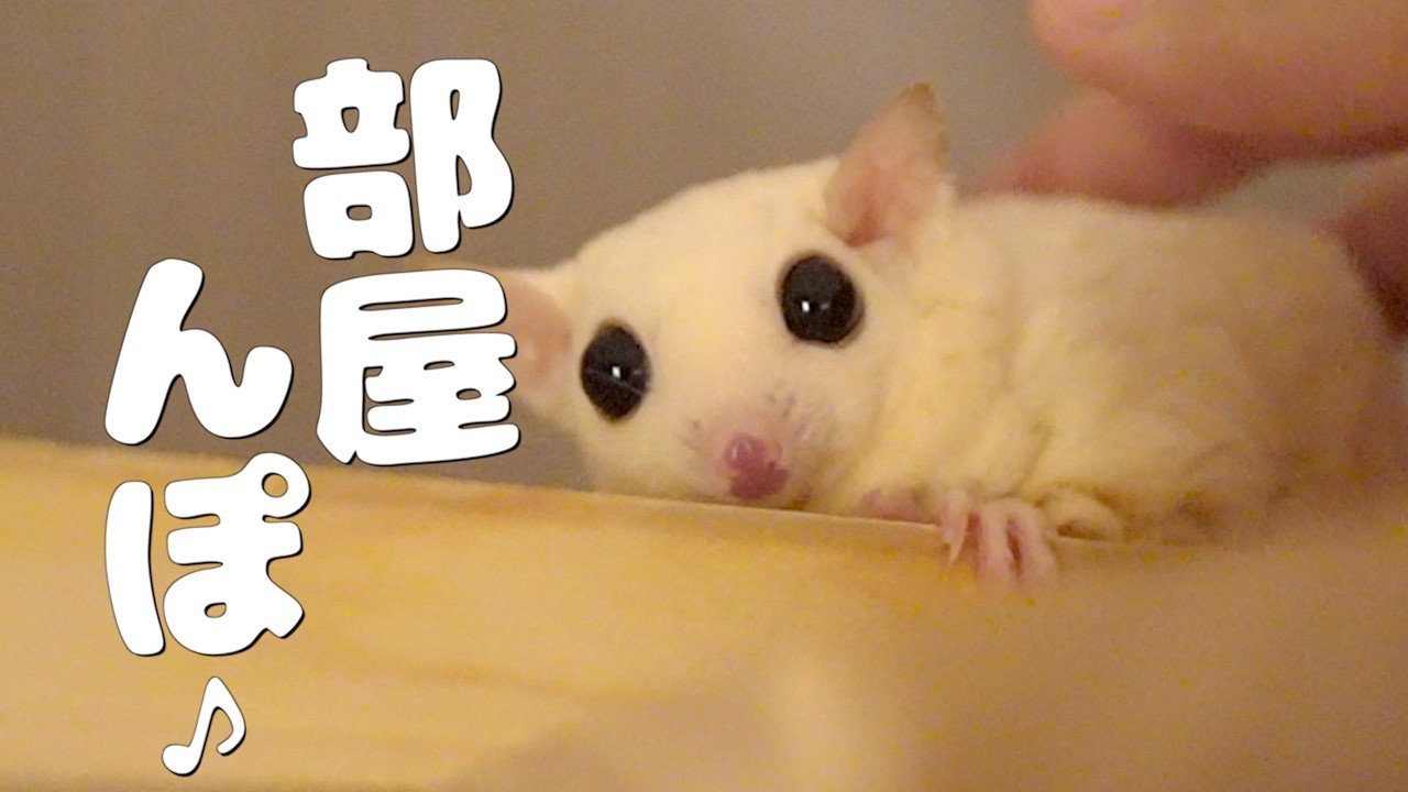 フクロモモンガ親子4匹｜橋からジャンプ！自由すぎる部屋んぽ