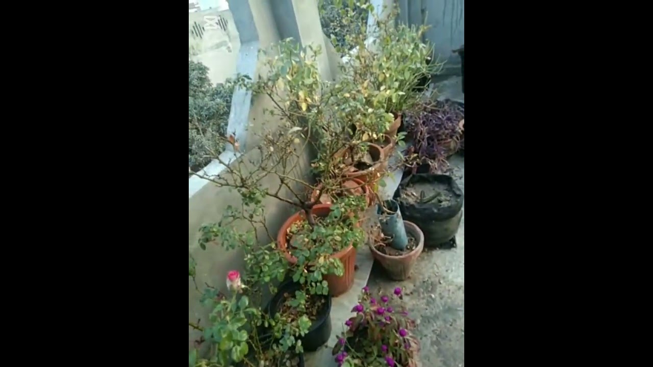 22 December 2025 garden view 