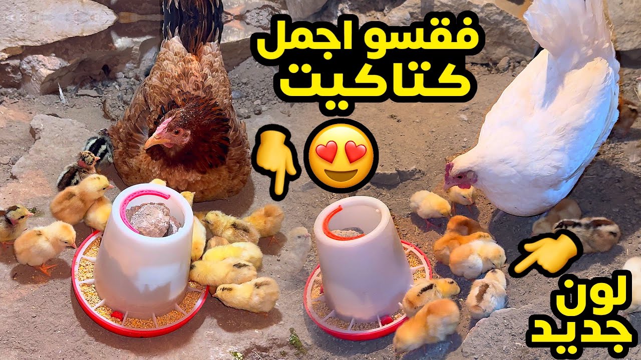 يوميات الدجاج🐓تفقيس 3 دجاجات🐣لاكن الدجاجة كتلت ابنهة 😢
