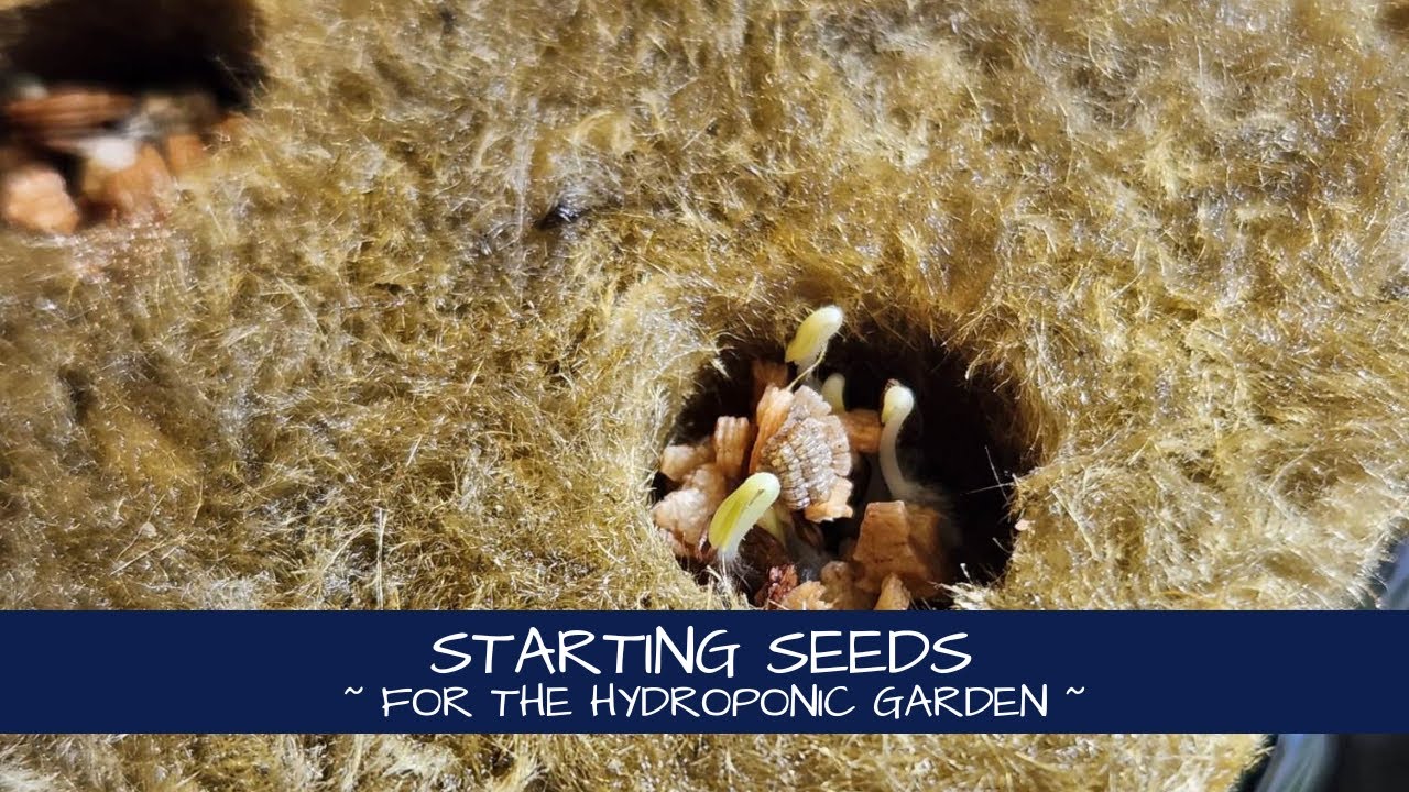 We've Started Our Seeds! | Hydroponic Gardening System