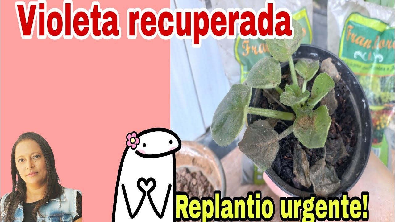 VIOLETA RECUPERADA,MOMENTO DE REPLANTAR.