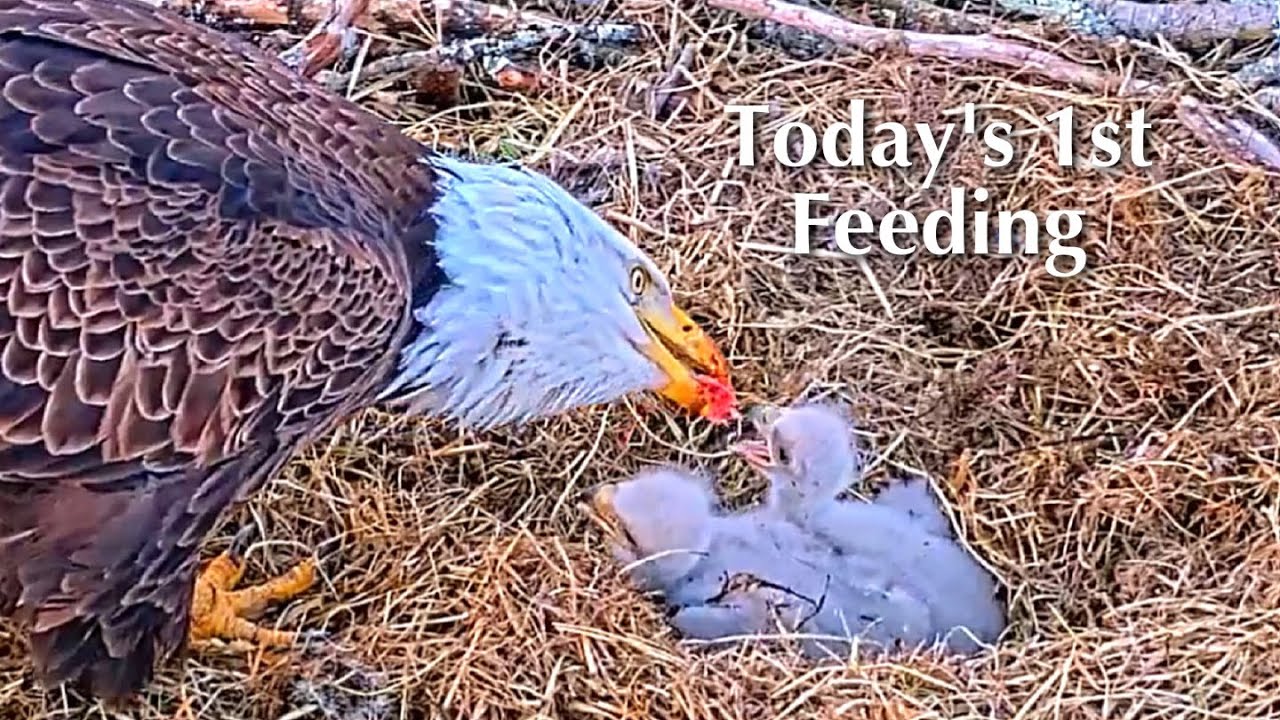 81🦅BC28🐥10° & BC29🐥8°／Bluff City Bald Eagle Nest 2026／Frances💗Franklin ／ETSU/BTES Eagle Cameras