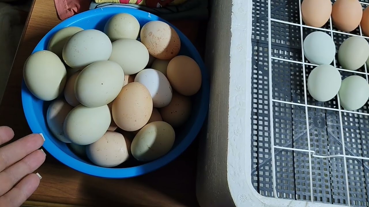 Овоскопирование яиц. 