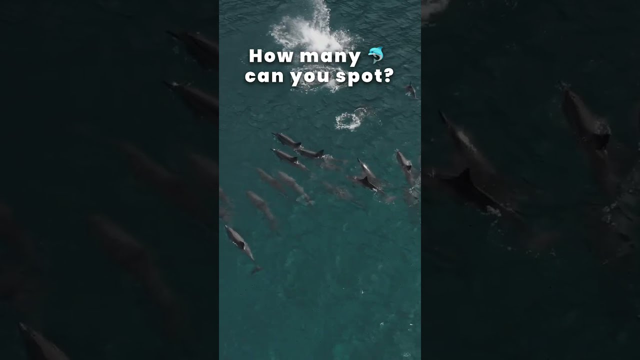 Наблюдение за дельфинами в Гоа 🐬🌊 | Прогулка на лодке от ₹250 | Путешествие по Северному Гоа