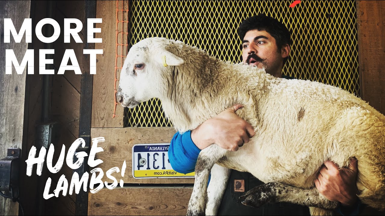 The SECRET to HUGE MEAT LAMBS (We just got 5)