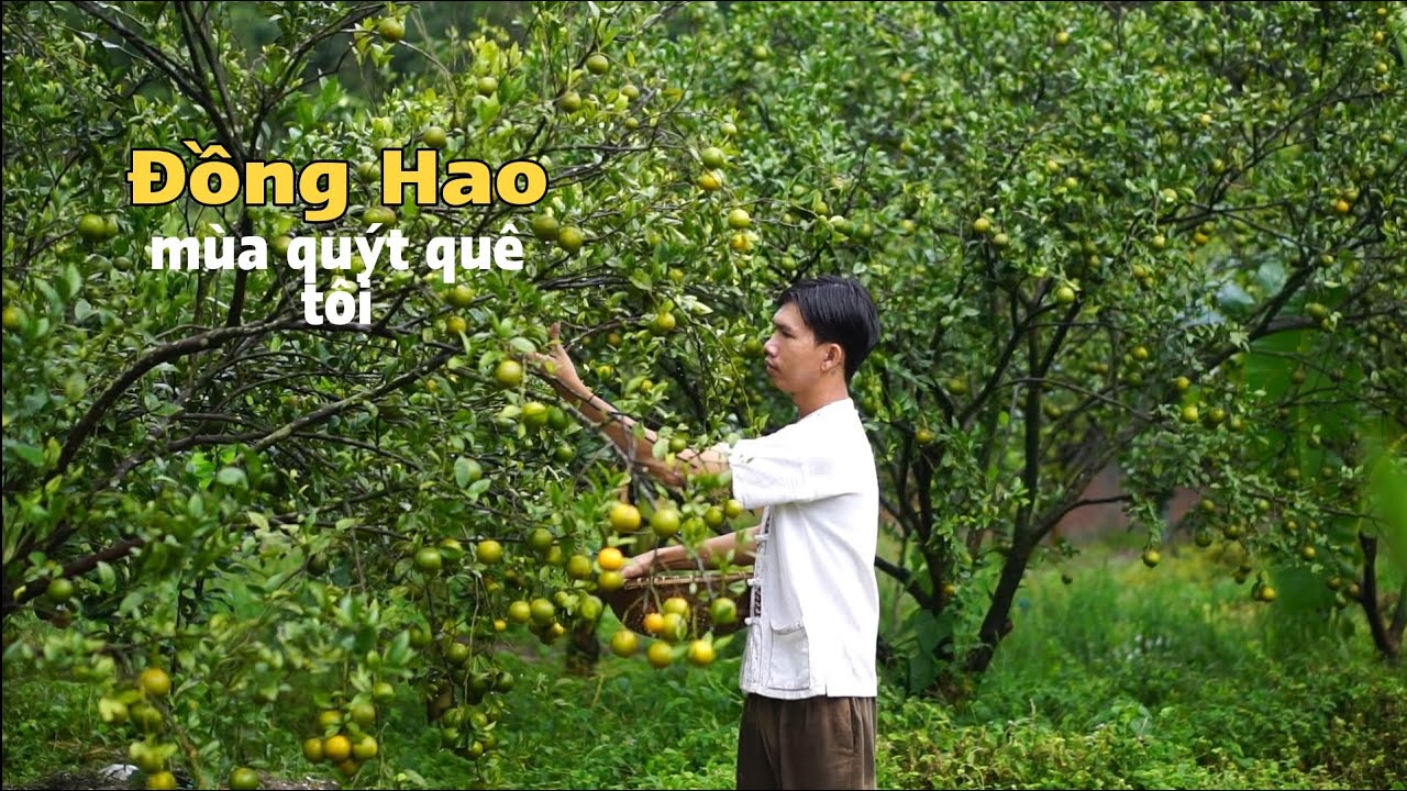 Thu hoạch quả quýt về làm món đùi gà sốt quýt cho bữa cơm chiều ngon miệng