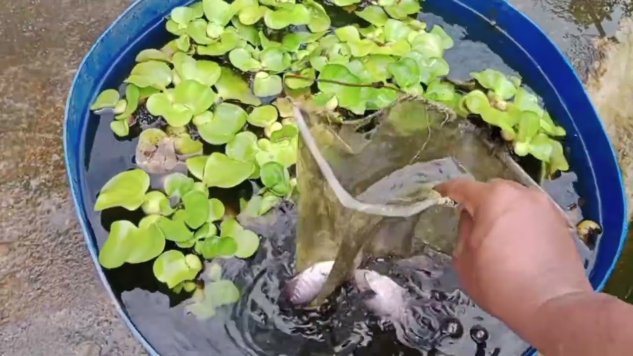 Salah satu tantangan budidaya gurame di kolam beton; Kolamnya Sering Bocor