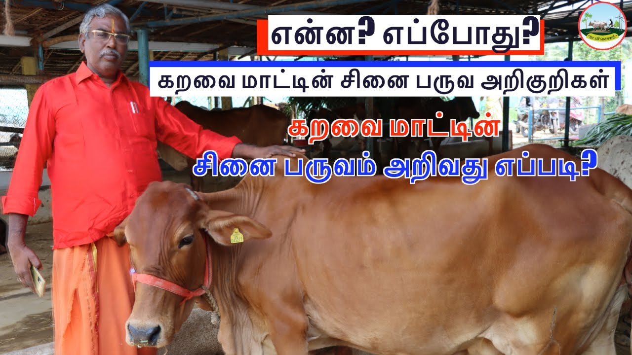 என்ன? எப்போது? கறவை மாட்டின் சினை பருவ அறிகுறிகள் 🟢கறவை மாட்டின் சினை பருவம் அறிவது எப்படி?