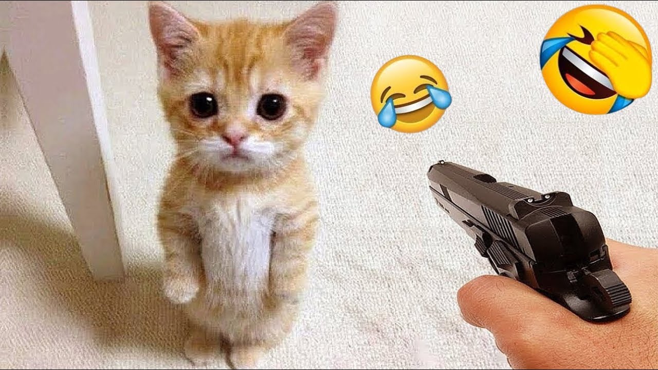 Funniest Cats and Dogs Clips 2026😼🐶Try Not To Laugh😜 Part 27