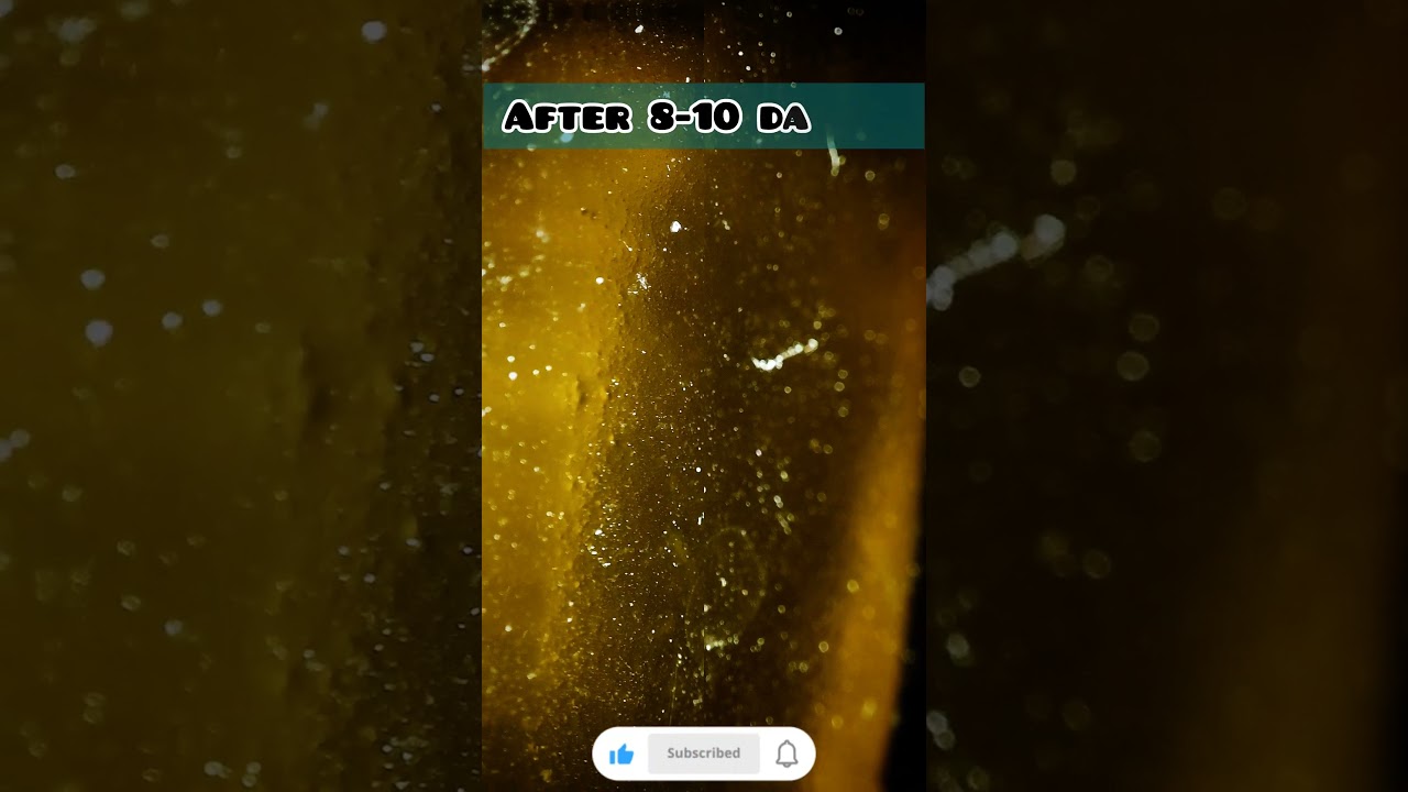 Infusoria culture in just 24 hour🤔🤔🤔 #foryou #infusoria #bettafish #shorts