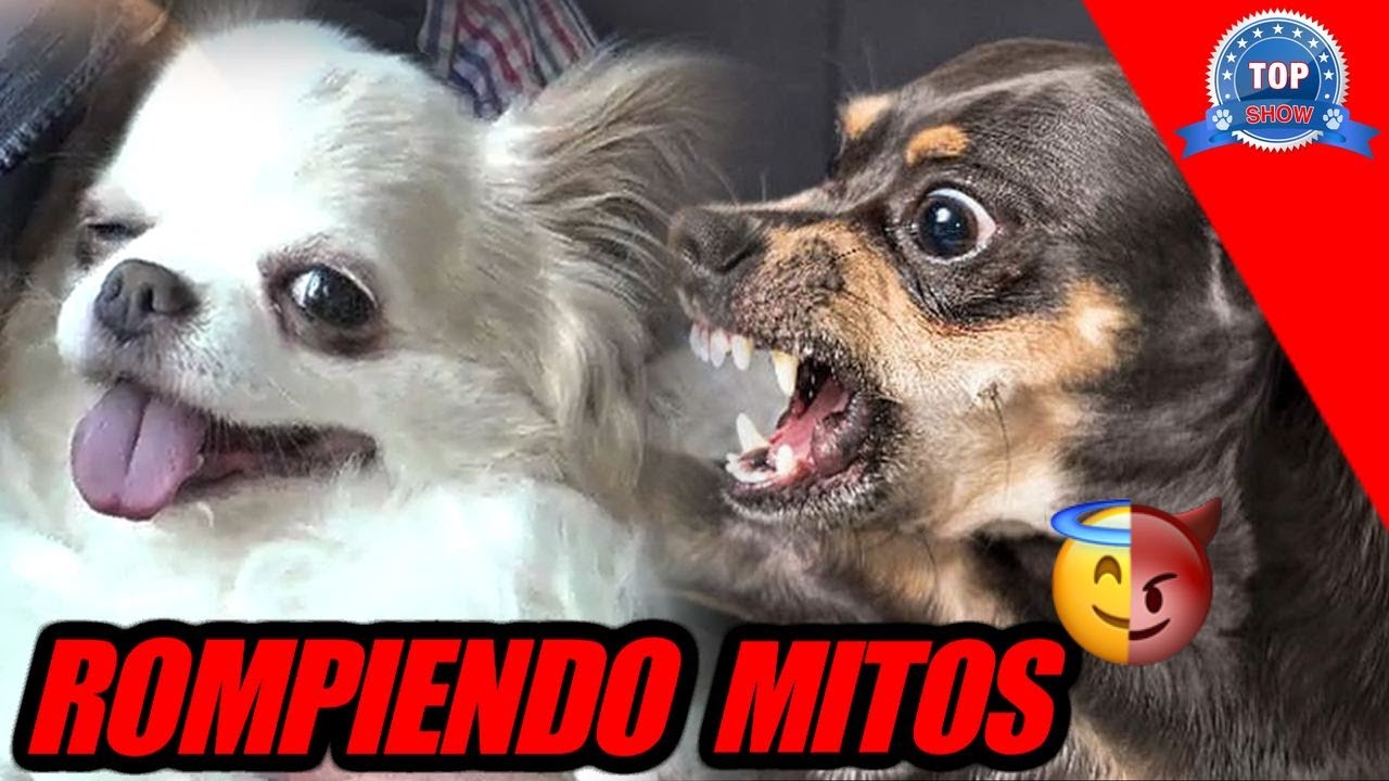 CHIHUAHUEÑO o CHIHUAHUA