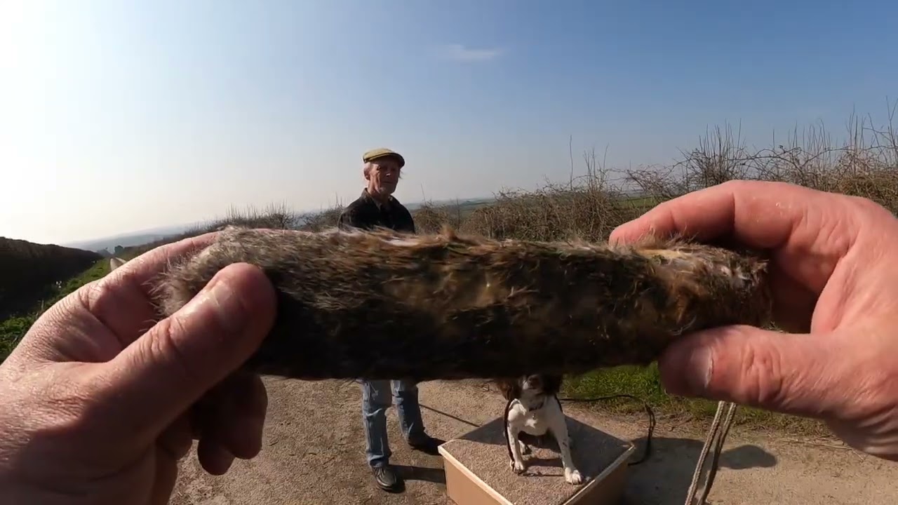Real gundog training