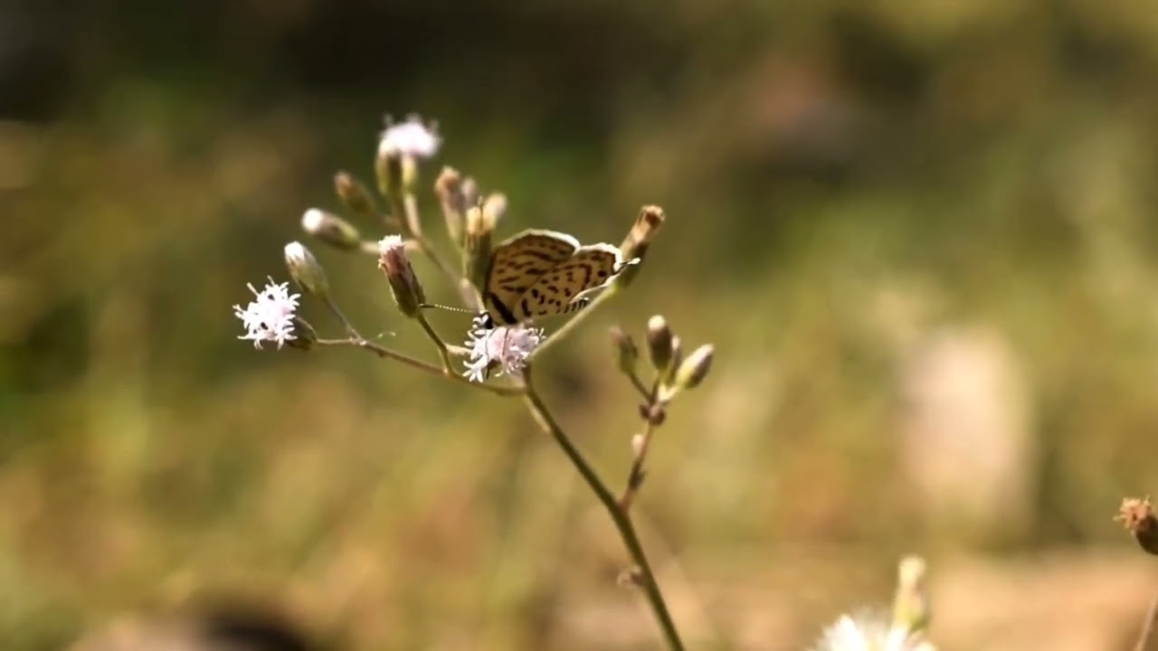 blue pierrot butterfly 🦋suvo photography .. #reels #viral #photography