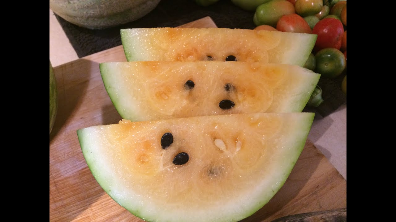 Harvesting Yellow Petite Watermelon (YUMMY)!!!