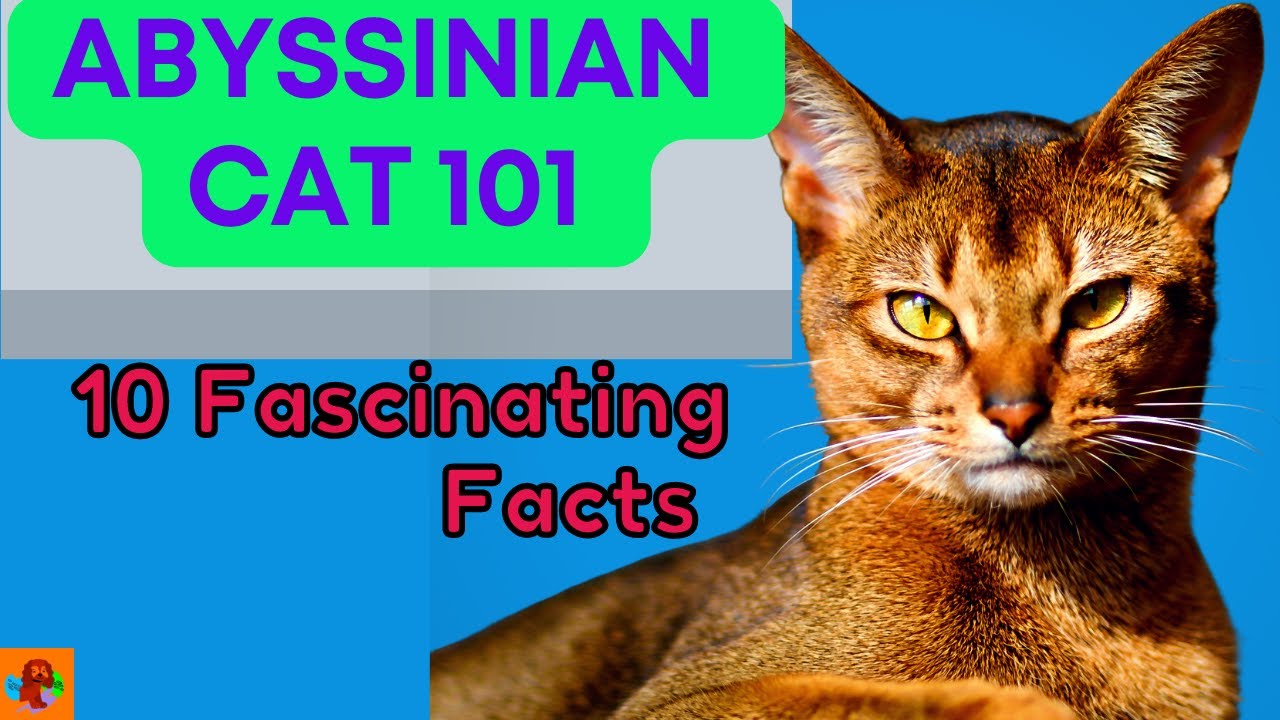 The Abyssinian Cat - 10 Fascinating Facts (All You Need To Know About the Abys)!