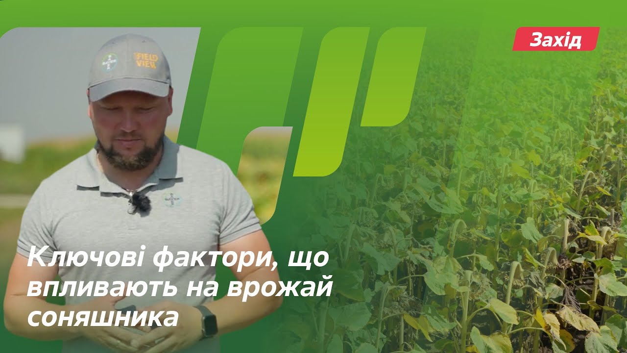 Ключові фактори, що впливають на врожай соняшника // Досвід. АгроАрена Захід