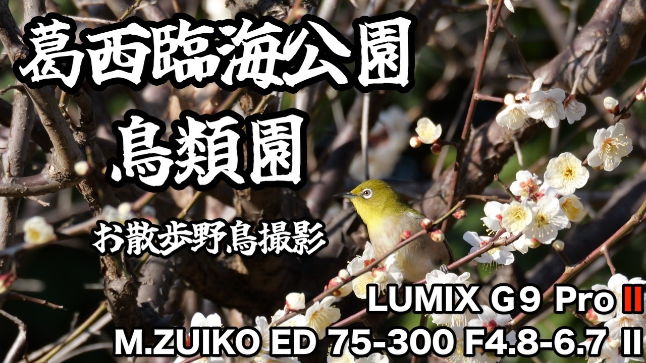 【野鳥撮影】葛西臨海公園鳥類園に行ってきました！※初心者野鳥撮影