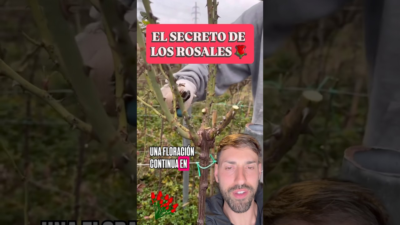 El Secreto para Rosales Hermosos🌹