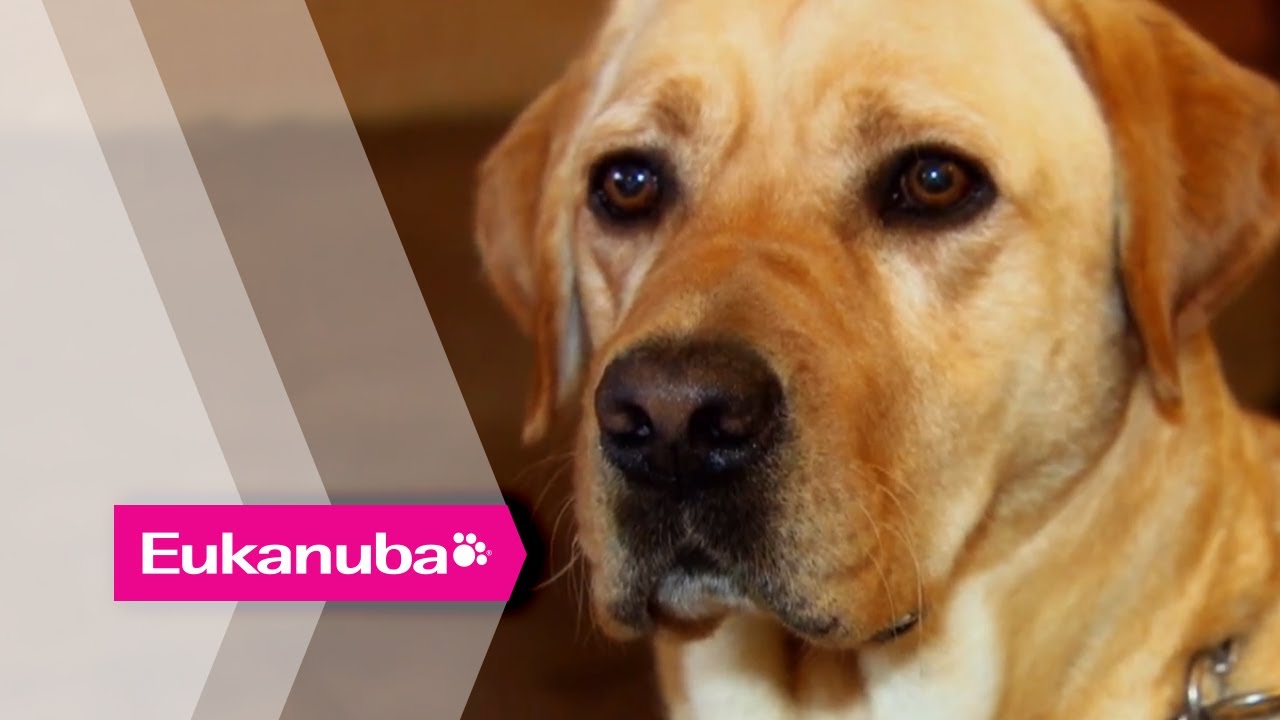 'Hearing' Dog Training - Part 2 | Extraordinary Dogs