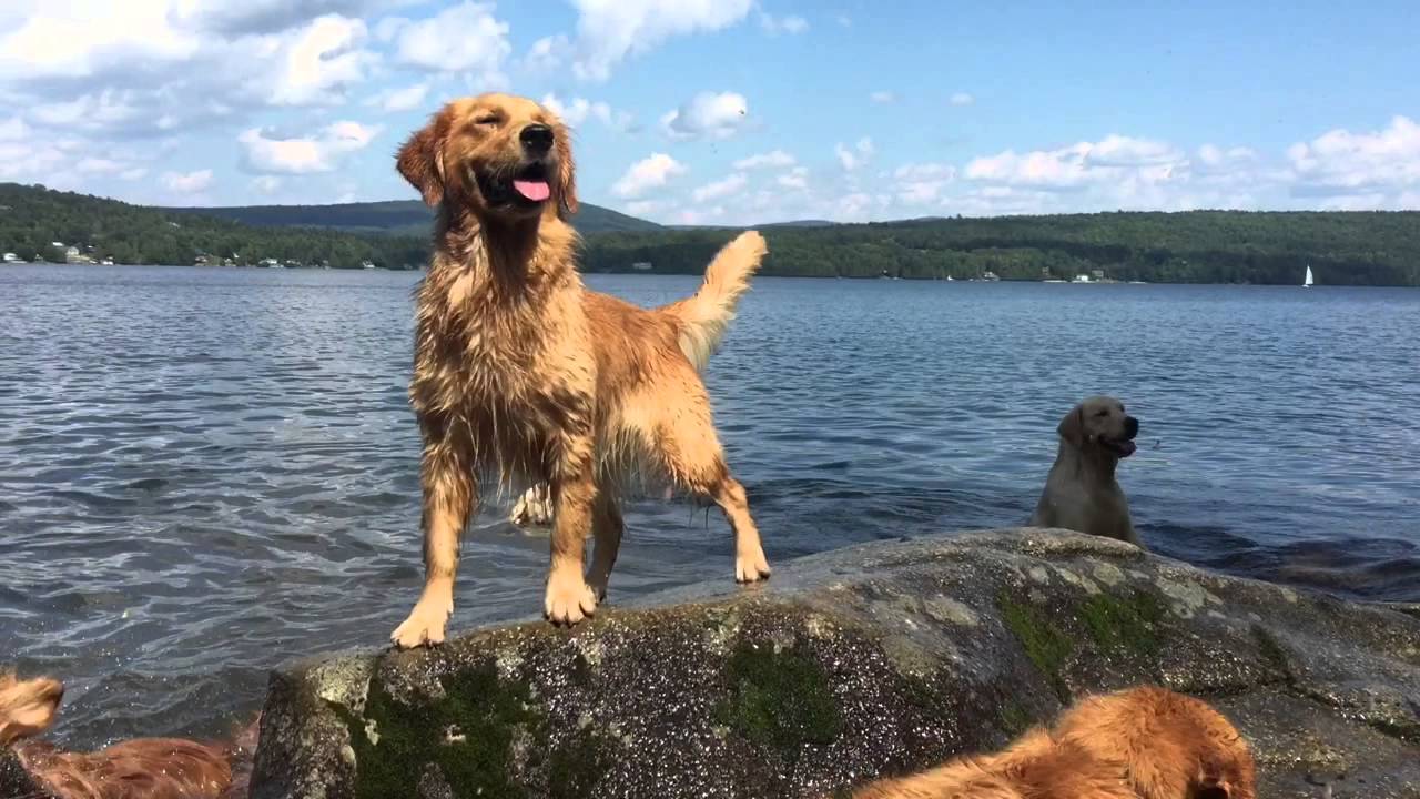Butternut Goldens - Living Every Day