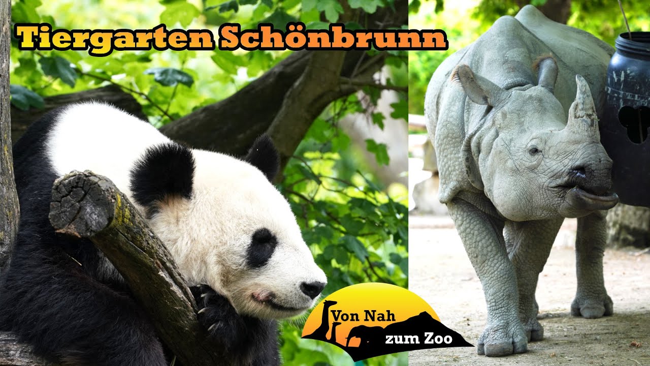 Tiergarten Schönbrunn - Die Zoo-Adresse Österreichs? - Von Nah zum Zoo 4k