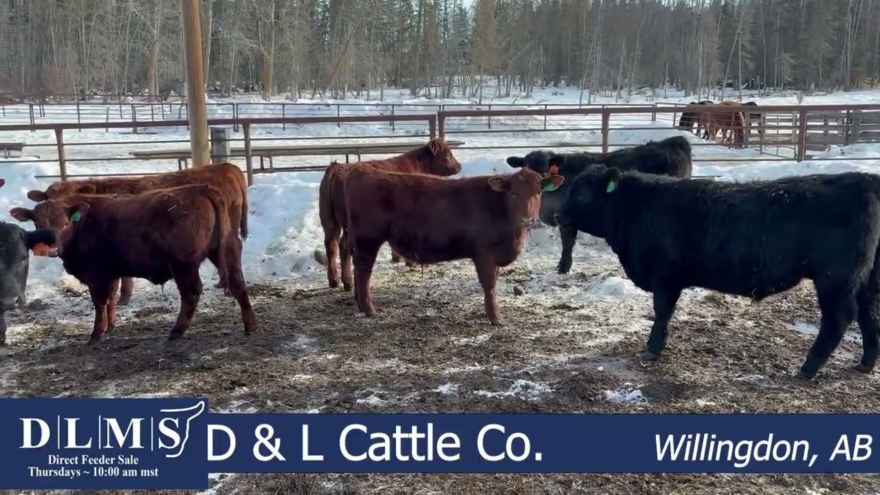 DLMS Direct - D & L Cattle Co -  strs