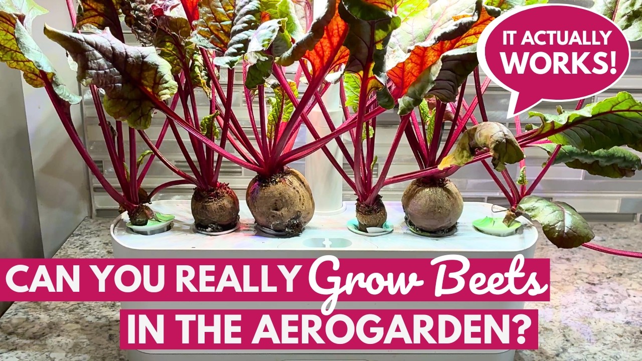 How to Grow BEETS in the AeroGarden | Complete Beginner's Guide for Root Veggies
