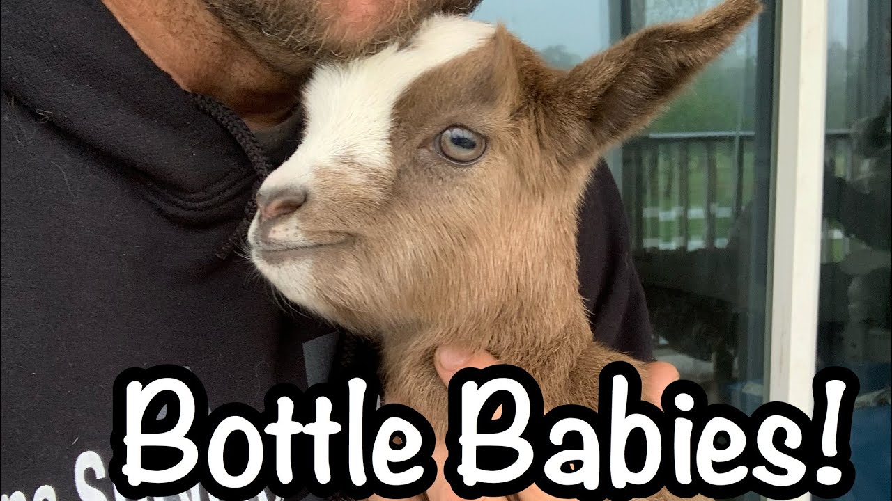 Bottle Feeding Pebbles and BamBam