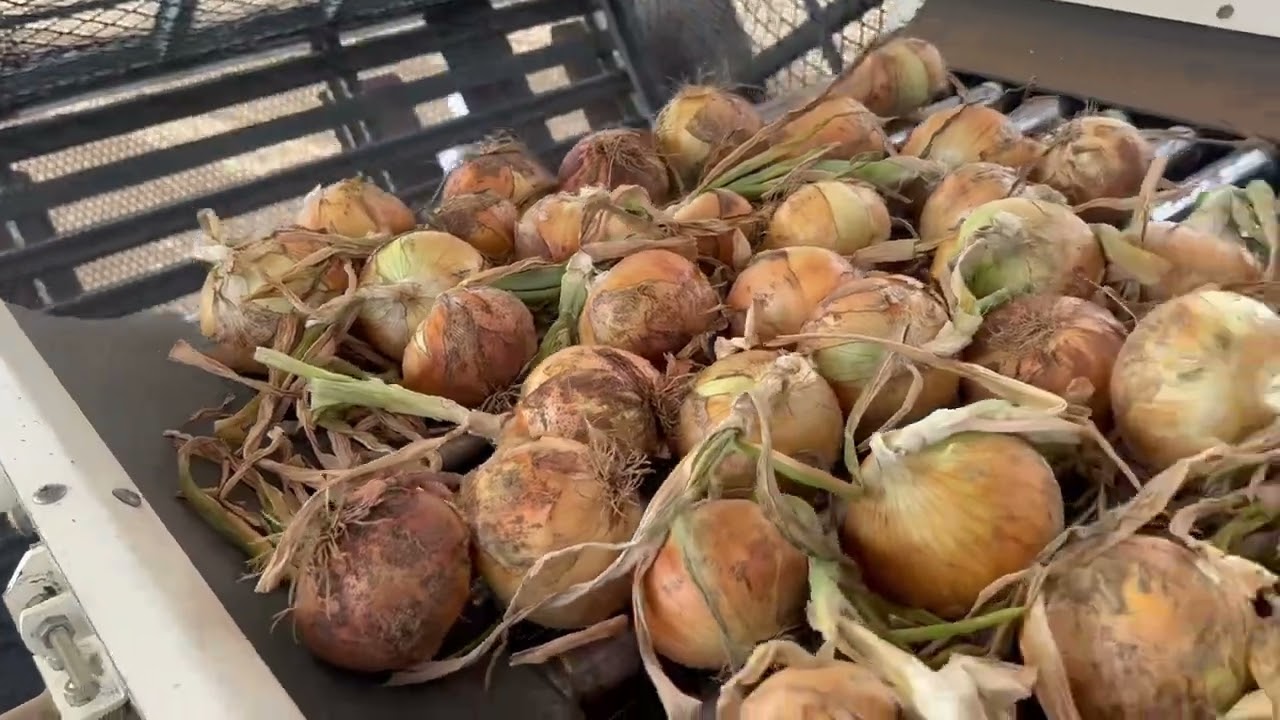 1st onion harvest/Kubota harvester #farming #agriculture #machine #kubota #onionfarming