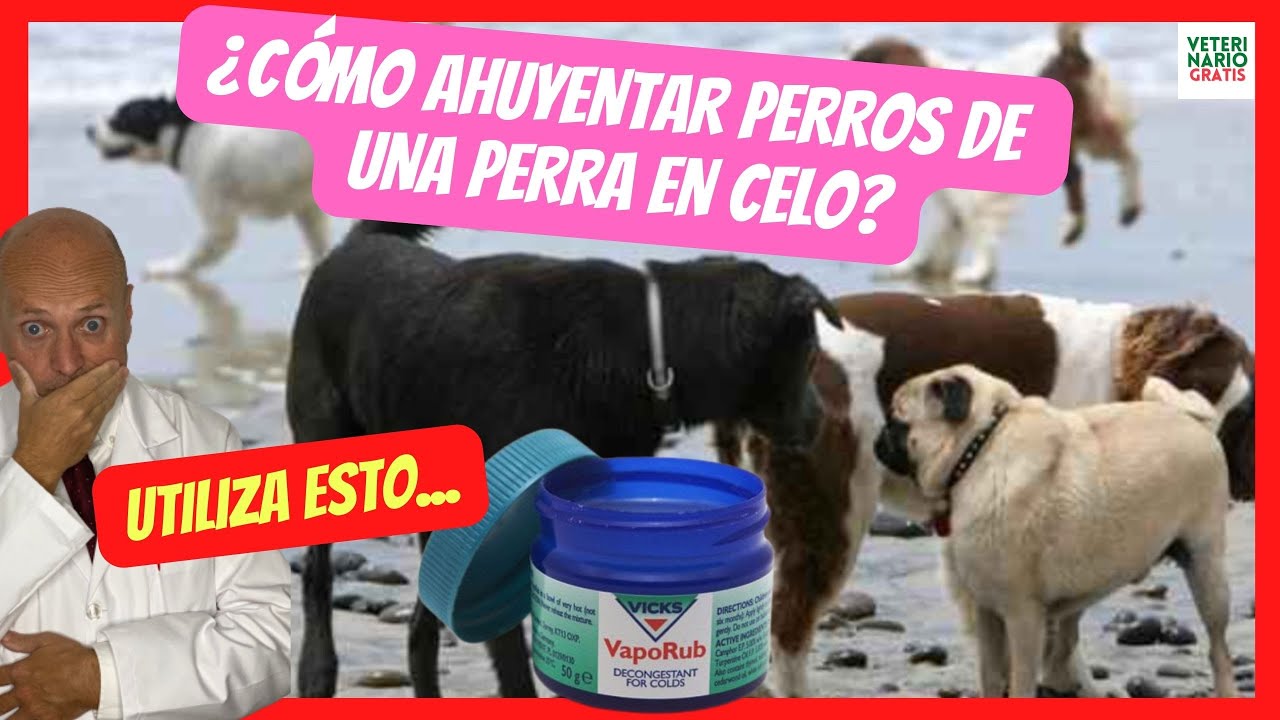 🔴 ¿CÓMO AHUYENTAR PERROS DE UNA PERRA EN CELO CON VICKS VAPORUB? 🔴