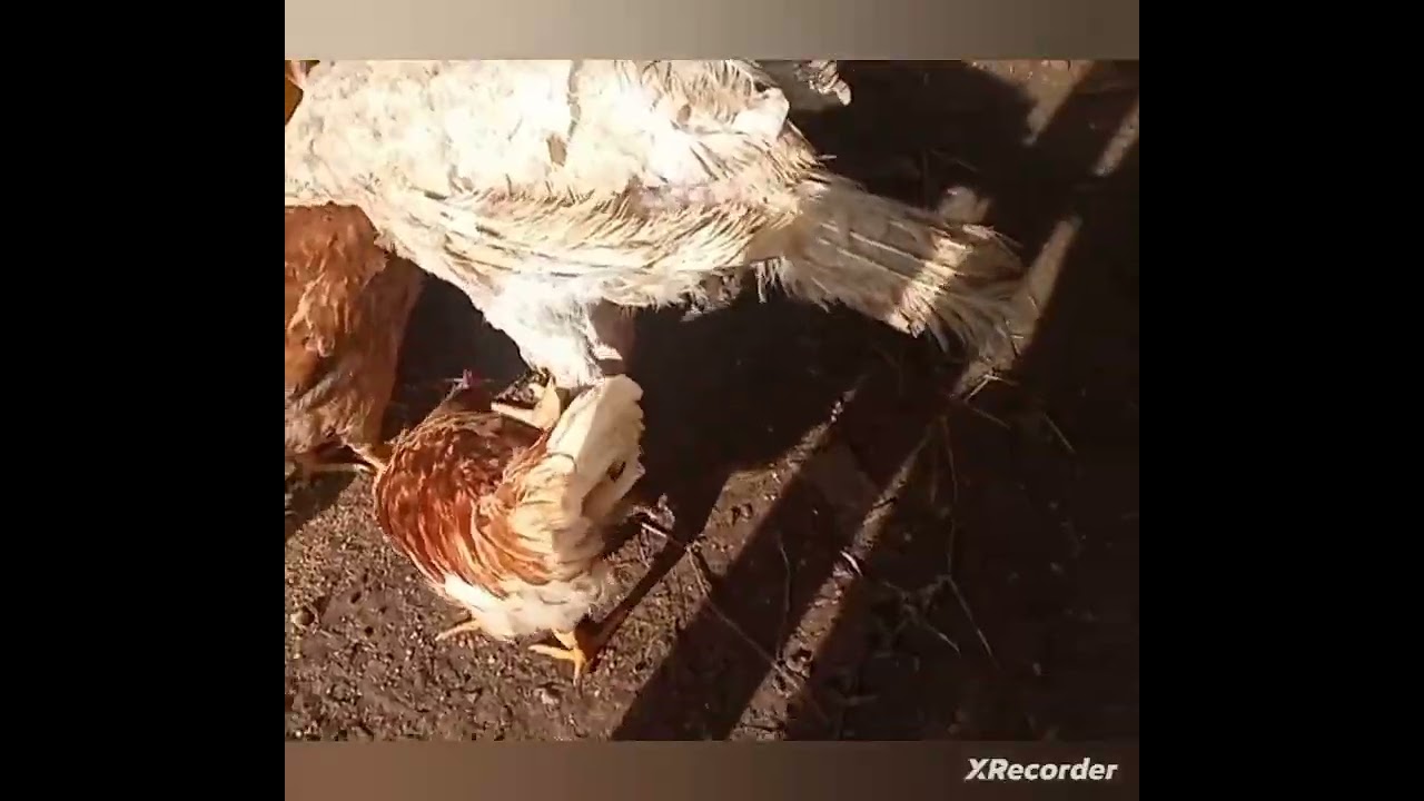 Cuidando pollos 2