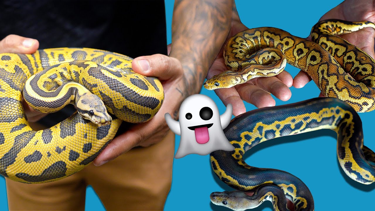 All Of My Hypo Ball Python Projects!